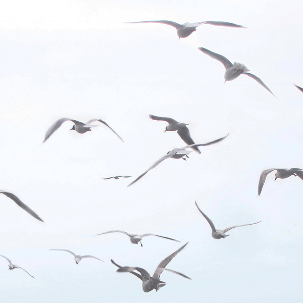 birds